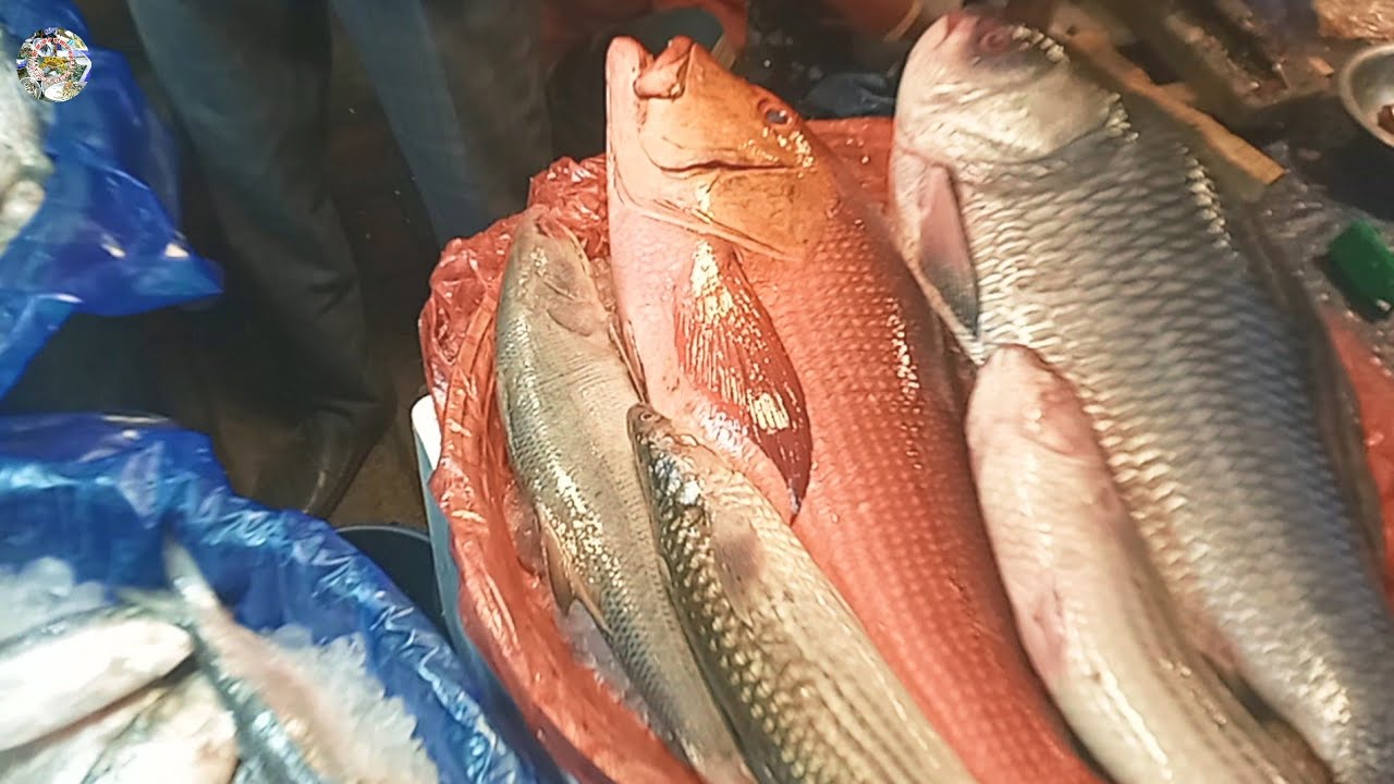বড় কোরাল কাতলা রুই ভাঙাল ইলিশ মাছের দাম | বিভিন্ন রকম মাছের দাম জানুন | Amazing Big Koral Rui Katol 