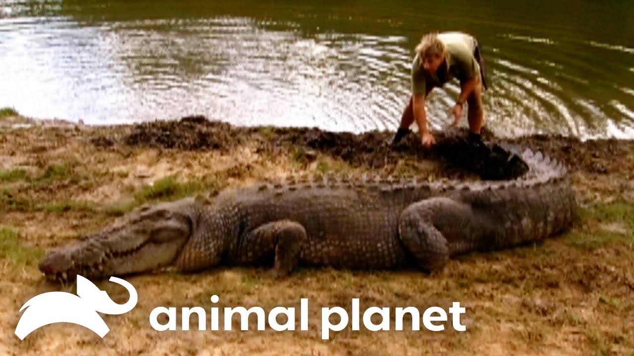 Steve's Favorite Creatures of SEASON 6 | The Crocodile Hunter | Animal Planet
