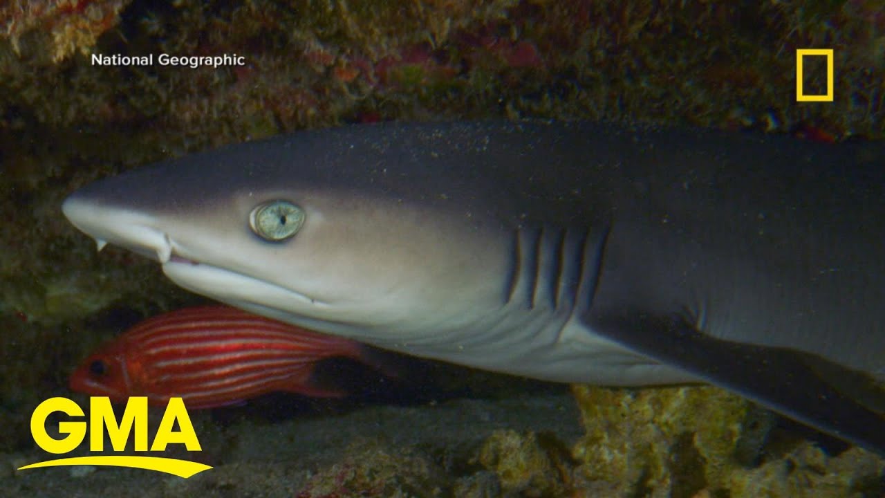 National Geographic&rsquo;s &lsquo;SharkFest&rsquo; contestant talks shark attacks