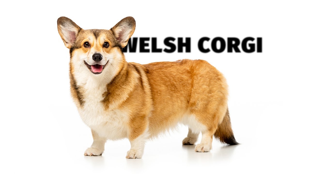 Welsh Corgi - Atlas plemen - Tlapka TV