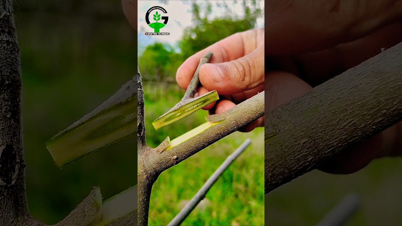 Grafting plants | Tree grafting techniques for fig plant in summer #planttok #grafting #agriculture