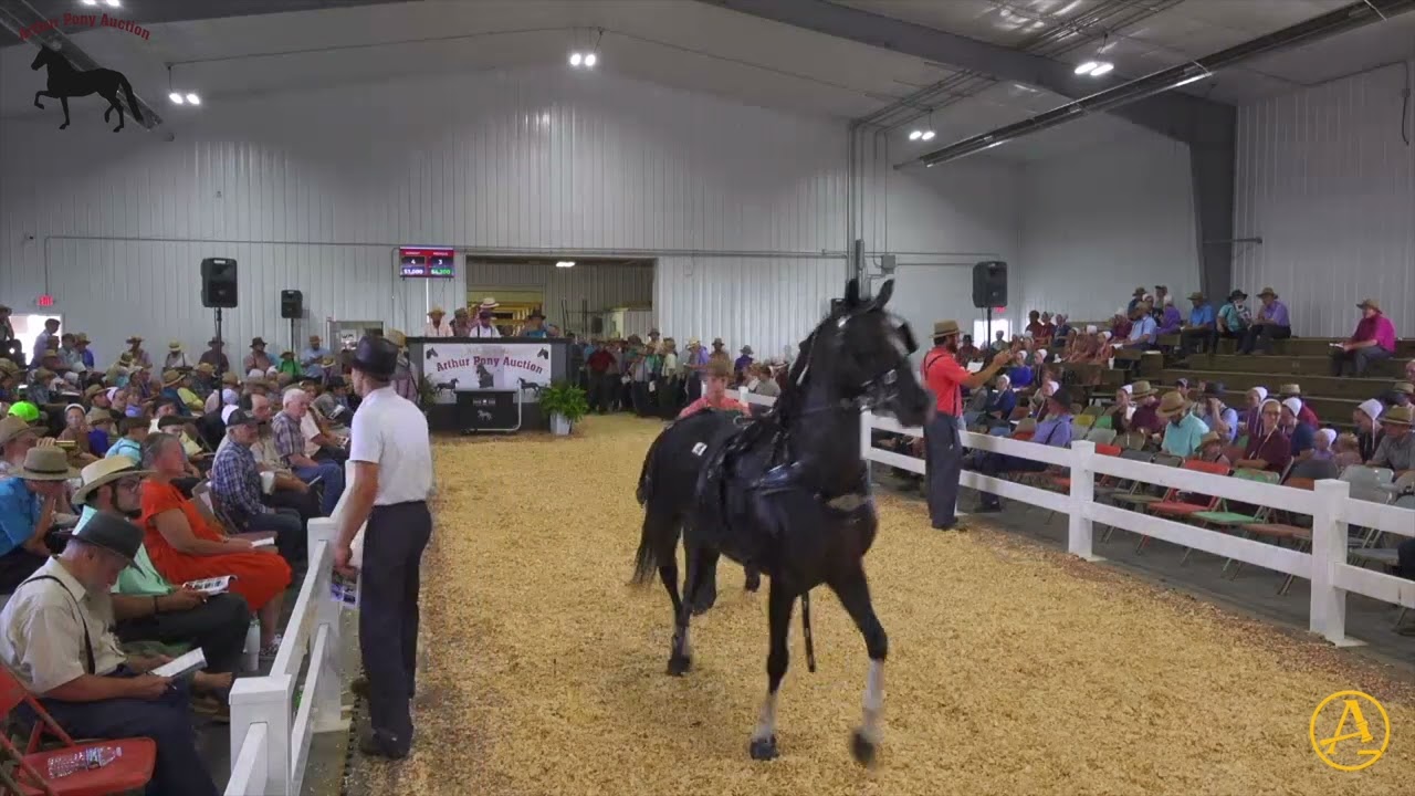 2025 Summer Arthur Pony Auction | AuctionPro