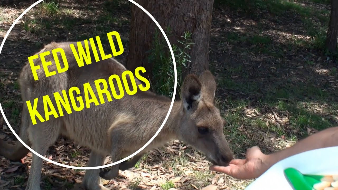A Close Encounter with Wild Kangaroos in Australia #Kangaroos #Australia #Wildlife #TravelAustralia