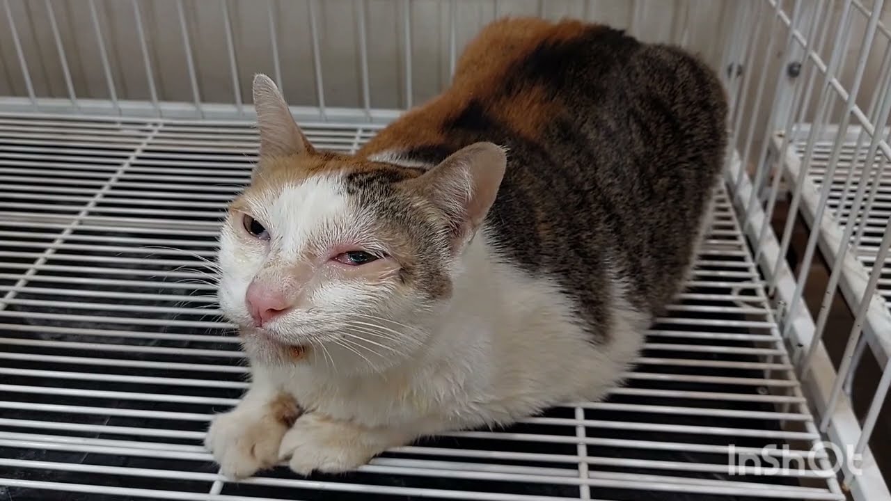 โรคหวัดแมวระบาด!! แมวหวัดขึ้นตา อักเสบ บวมแดง🩺😾💊