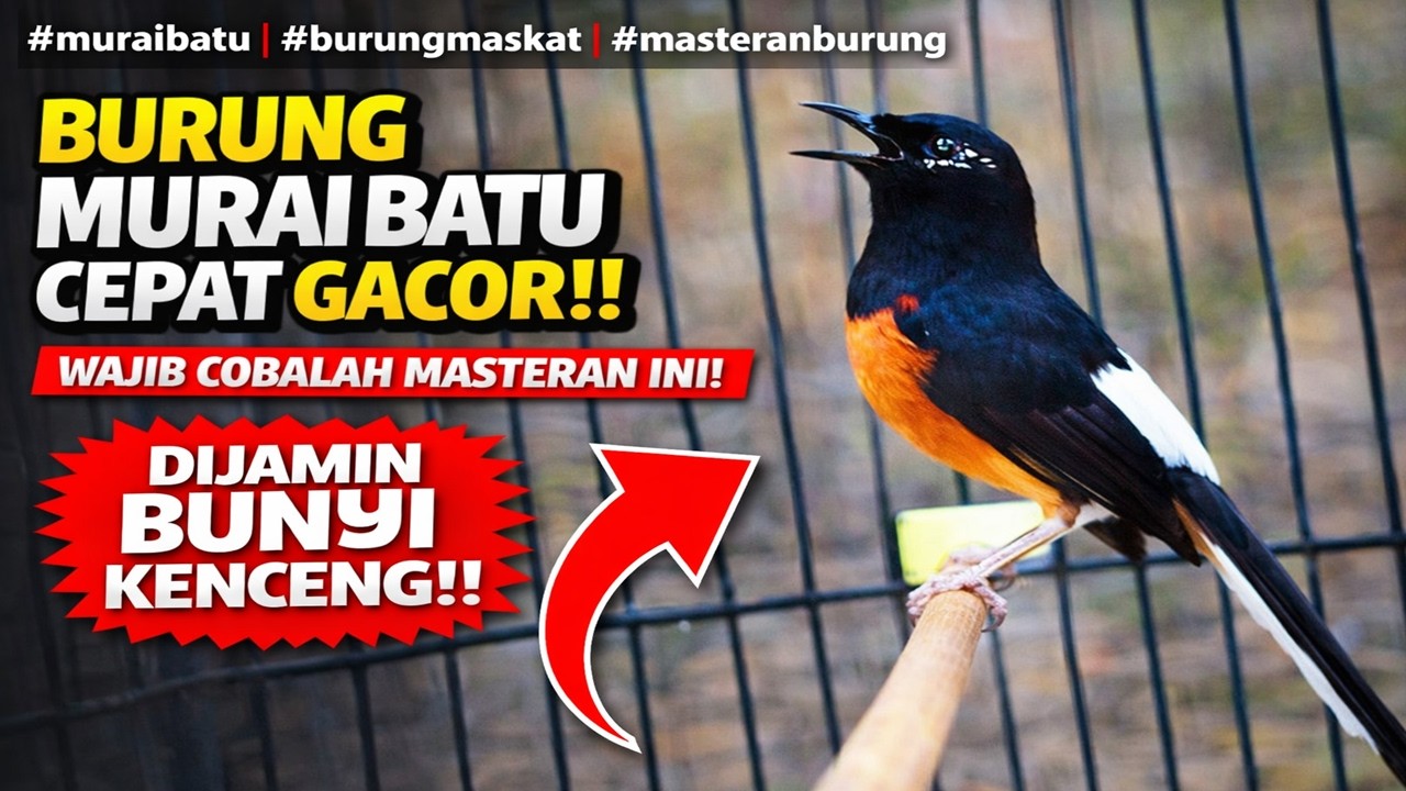 Masteran Murai Batu Paling Dicari Kicau Mania! Dengarkan Sampai Habis
