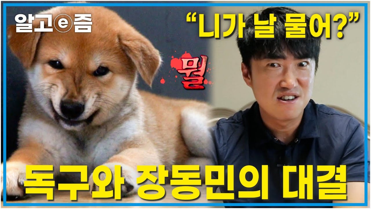 &ldquo;난 내가 하고 싶은 것만 한다&rdquo; 2개월 된 시바견 독구 그까짓 거 마인드를 탑재한 듯 행동하는데&hellip; 장동민의 반려동물과의 갈등│세상에 나쁜 개는 없다│알고e즘│