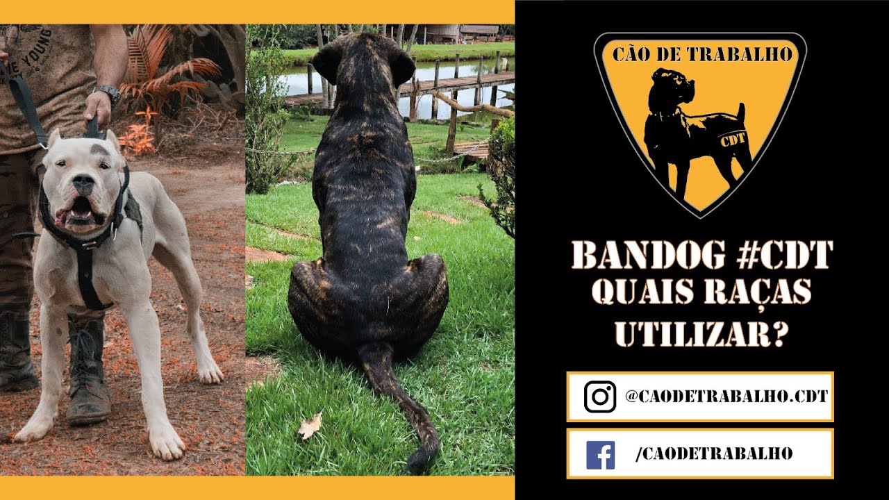 Bandog Ideal - Quais raças utilizar?