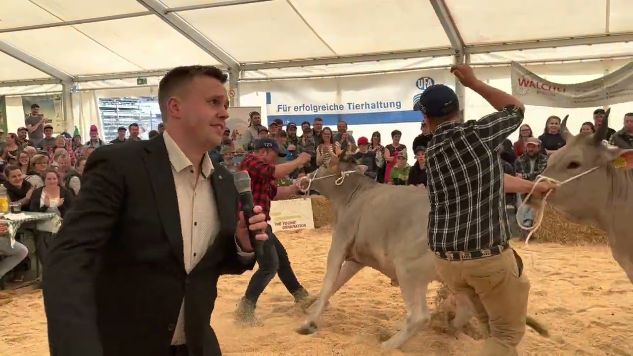 Jungzüchterschau UR OB Champion