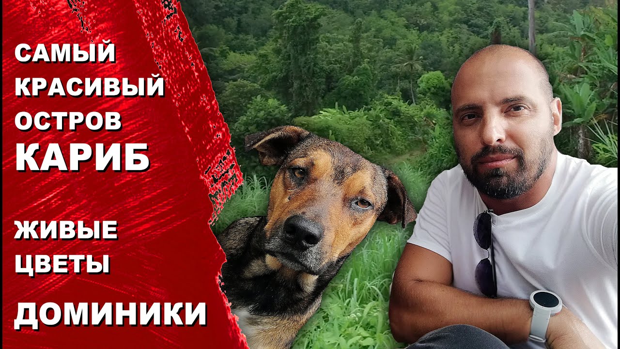 Доминика, самый красивый остров Кариб. Мимоза - живые цветы Доминики. Прогулка по острову.