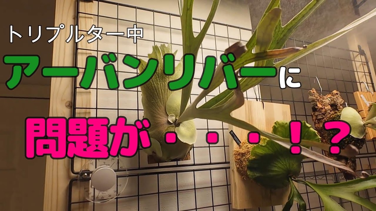 【ビカクシダ育成動画】アーバンリバーの子株がちょっと心配。