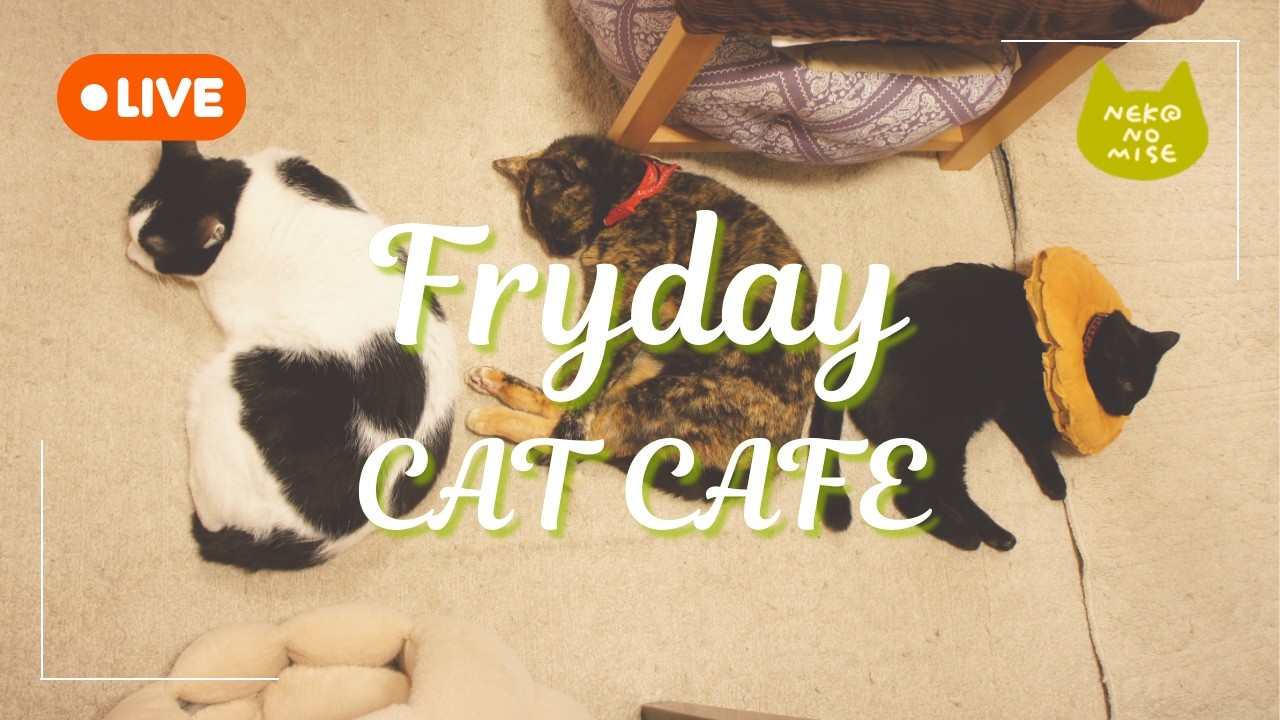 【ライブカメラ】猫カフェの閉店後をこっそり見守るライブ配信☕Relaxing Music & Cats｜2026.2.13