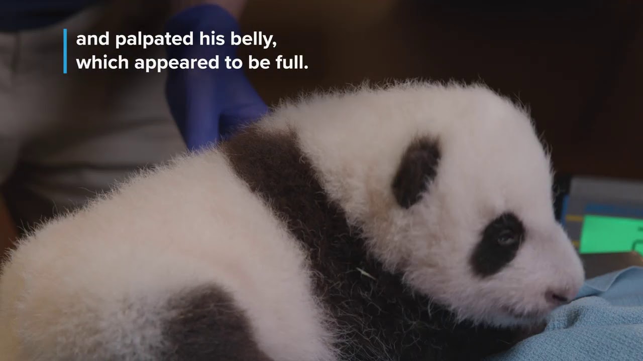 #PandaStory: Cub's Second Veterinary Exam