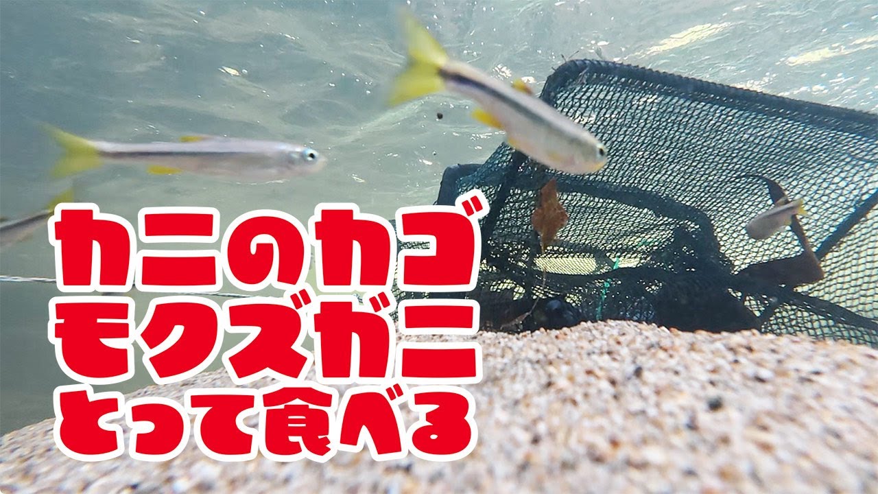モクズガニを獲って食べる！川の上流域でカニカゴを仕掛けます　今が旬