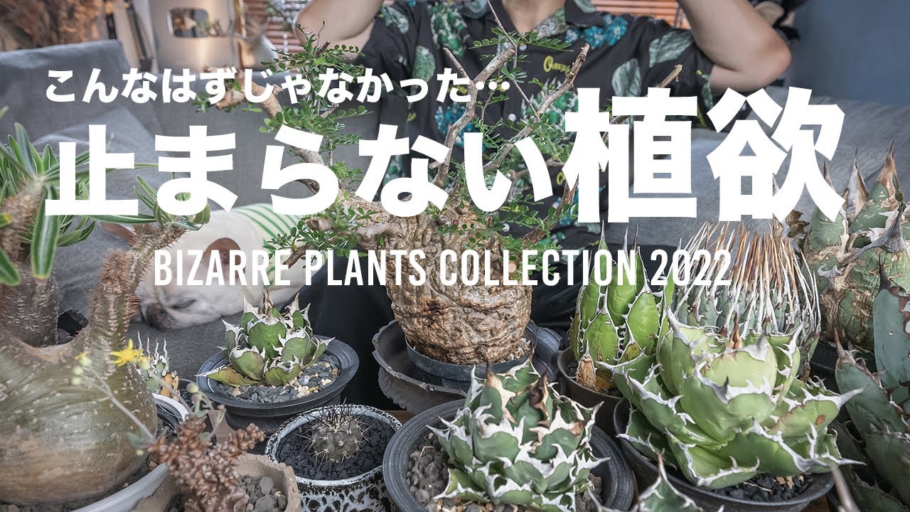 【アガベ・グラキリス・パキプスほか】植欲が止まらない•••今年買った塊根植物や多肉植物などを一挙紹介