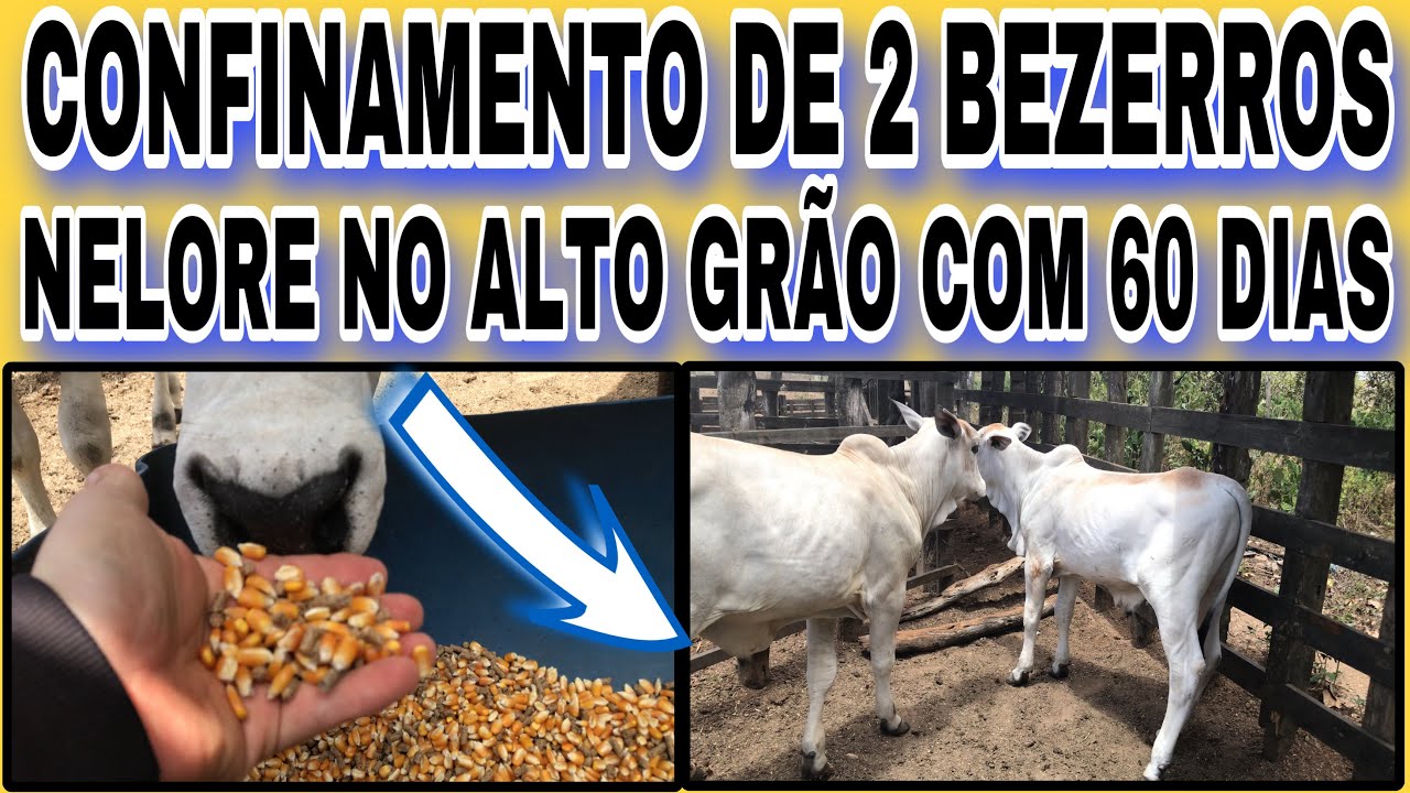 CONFINAMENTO DE 2 BEZERROS NELORE NO ALTO GRÃO COM 60 DIAS