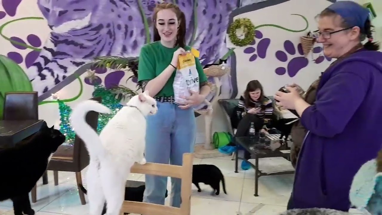 Purrple cat cafe visit 15/11/22