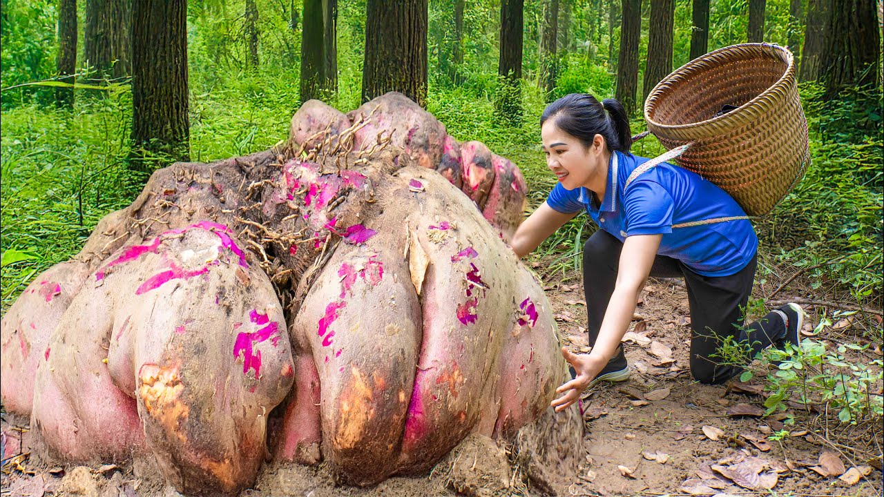 Harvesting 1000KG Giant Ancient Yam & Go to Market Sell | Off grid | An Ph&uacute; Daily Life
