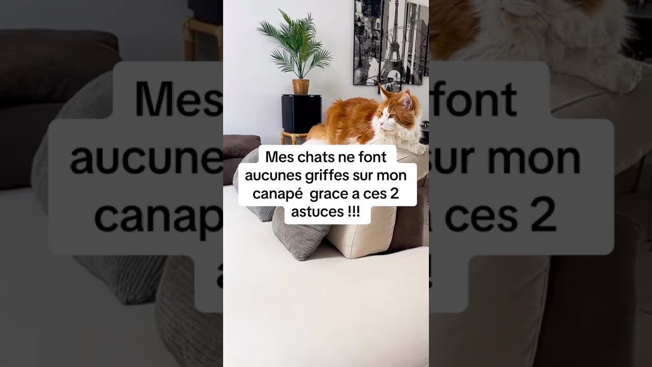Stop griffes sur le canap&eacute; #chat #conseils #astuce #cat