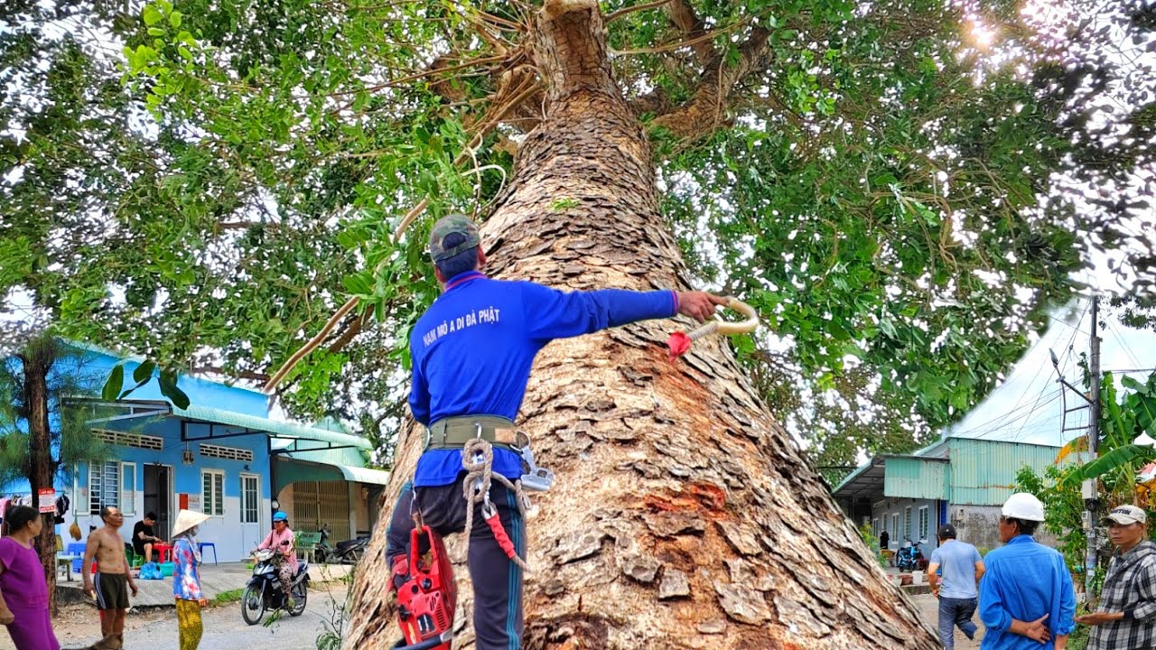 Hồi Hộp !!! Cưa cây Xà Cừ Tím Siêu To Khủng trong khu dân cư đông đúc ở Kiên Lương.