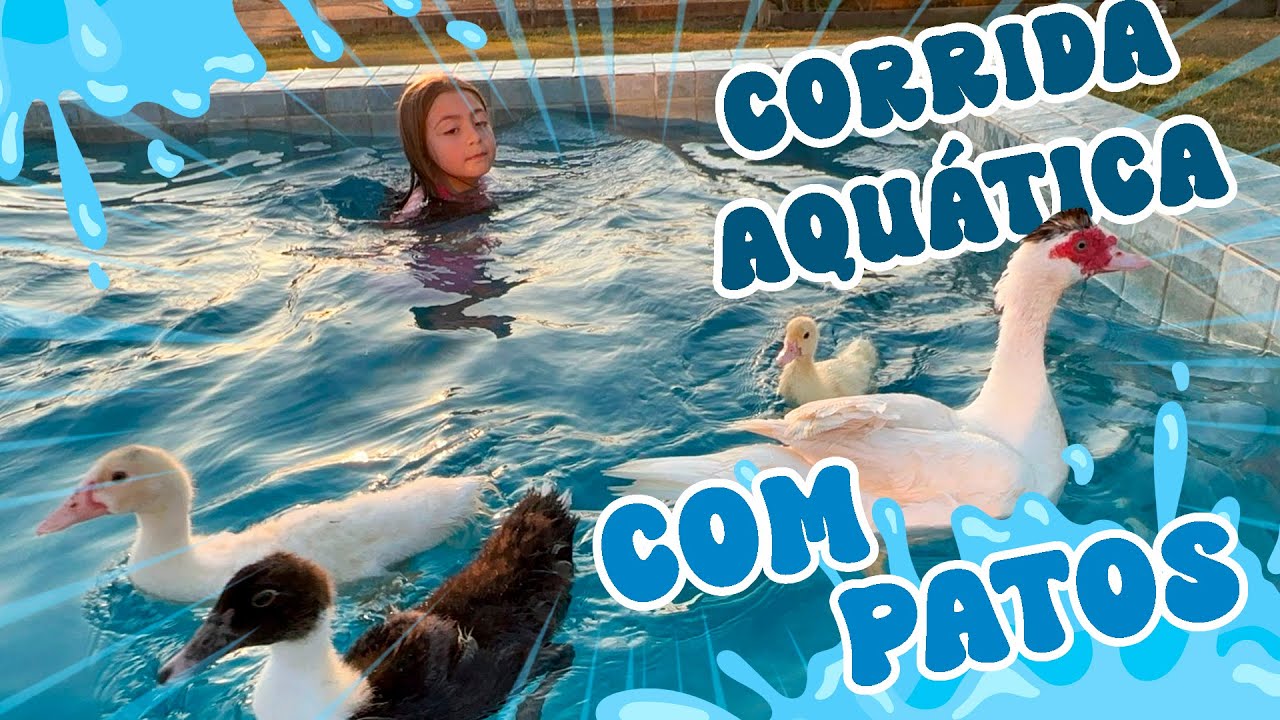 CORRIDA AQUÁTICA DE PATOS NA PISCINA