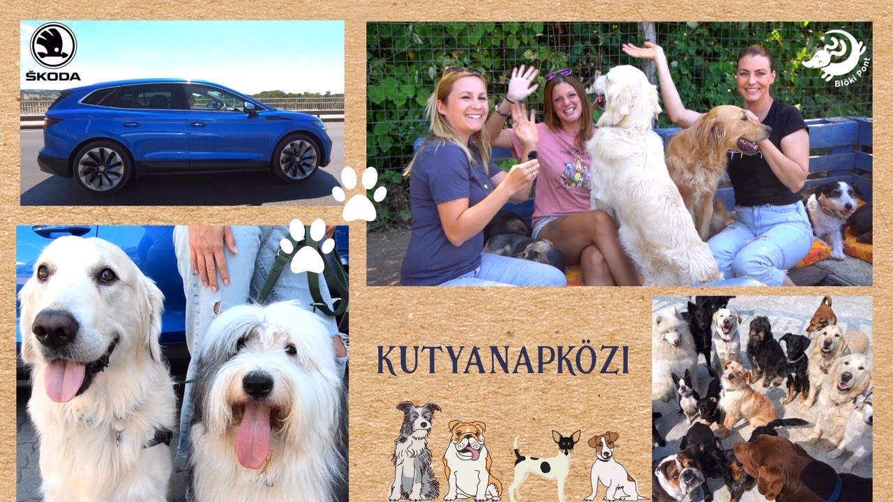 Ilyen a kutyanapk&ouml;zi 🐾 - Tak&aacute;cs N&oacute;ra