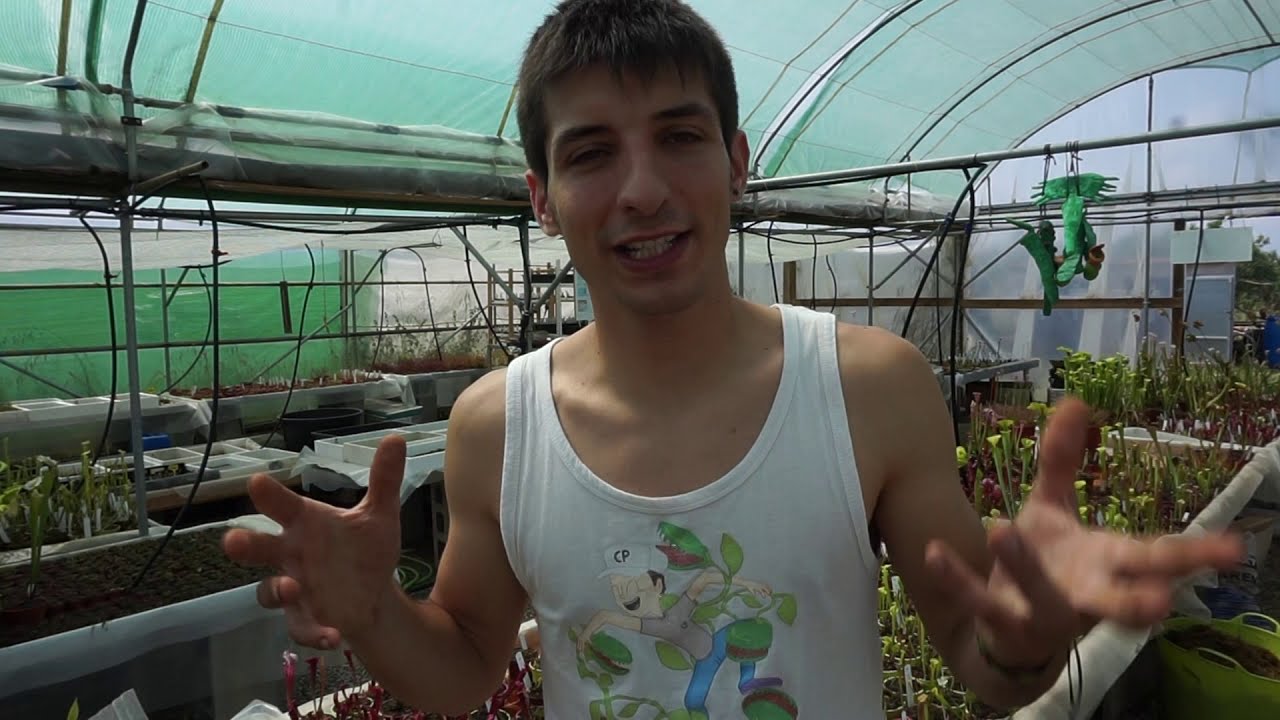 Traplantamos a la REINA Drosera regia 👑