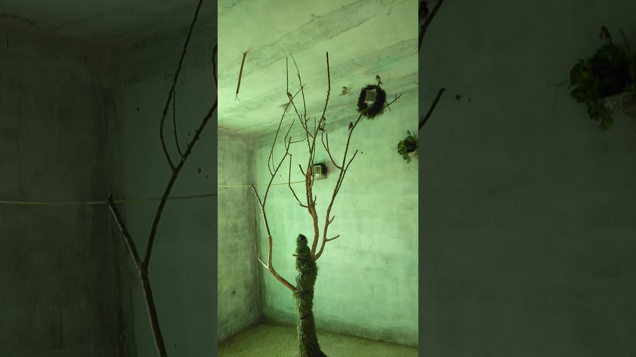 أخطاء ومشاكل ستواجهك داخل السلاكة.Vous rencontrerez des problèmes et des erreurs dans la grande cage