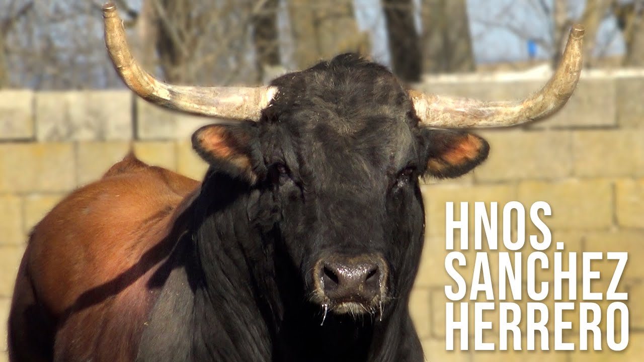 El Toro Bravo Sánchez Herrero y la Historia de un Caballo que Saltó por Encima de los Toros Bravos