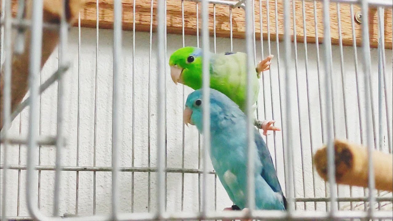 Forpus Coelestis (Pacific parrotlet) - Vale a Pena montar um Criatório?