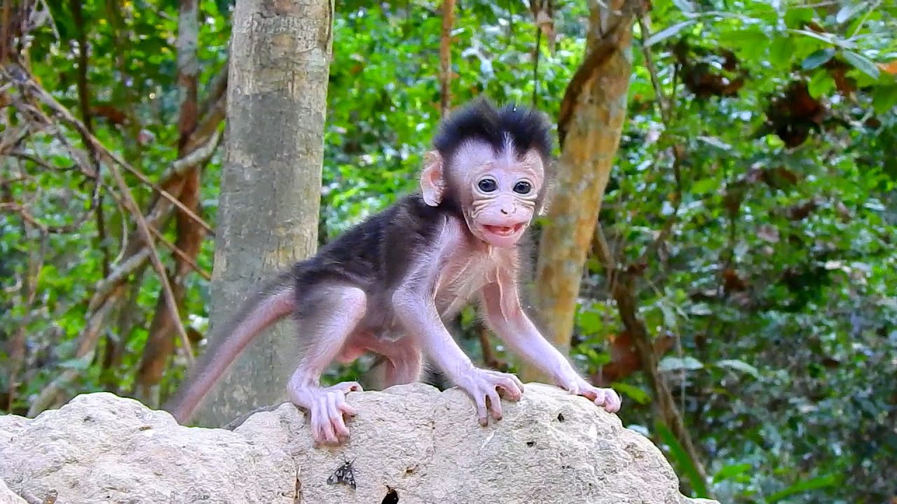 The Most Beautiful Baby Tiny AMINA Practices To Walk In The Hill While Mom Controlling
