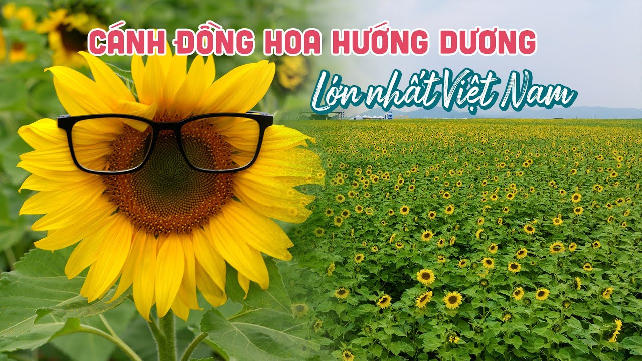 Tham quan cánh đồng Hoa Hướng Dương lớn nhất Việt Nam tuyệt đẹp tại Nghệ An