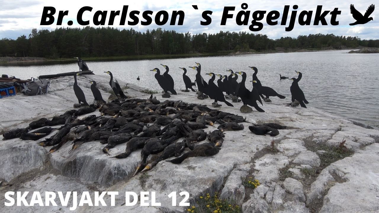 Skarvjakt Del 12 (Cormorant Hunting)