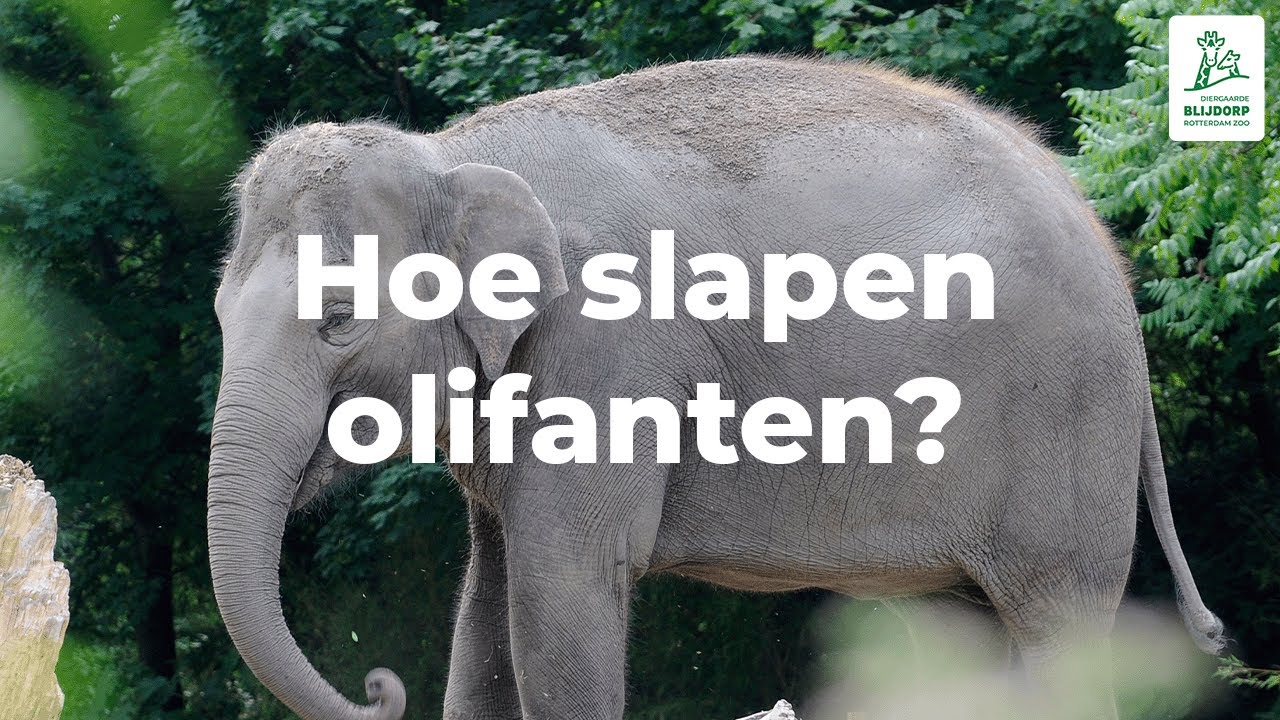Hoe slapen olifanten?
