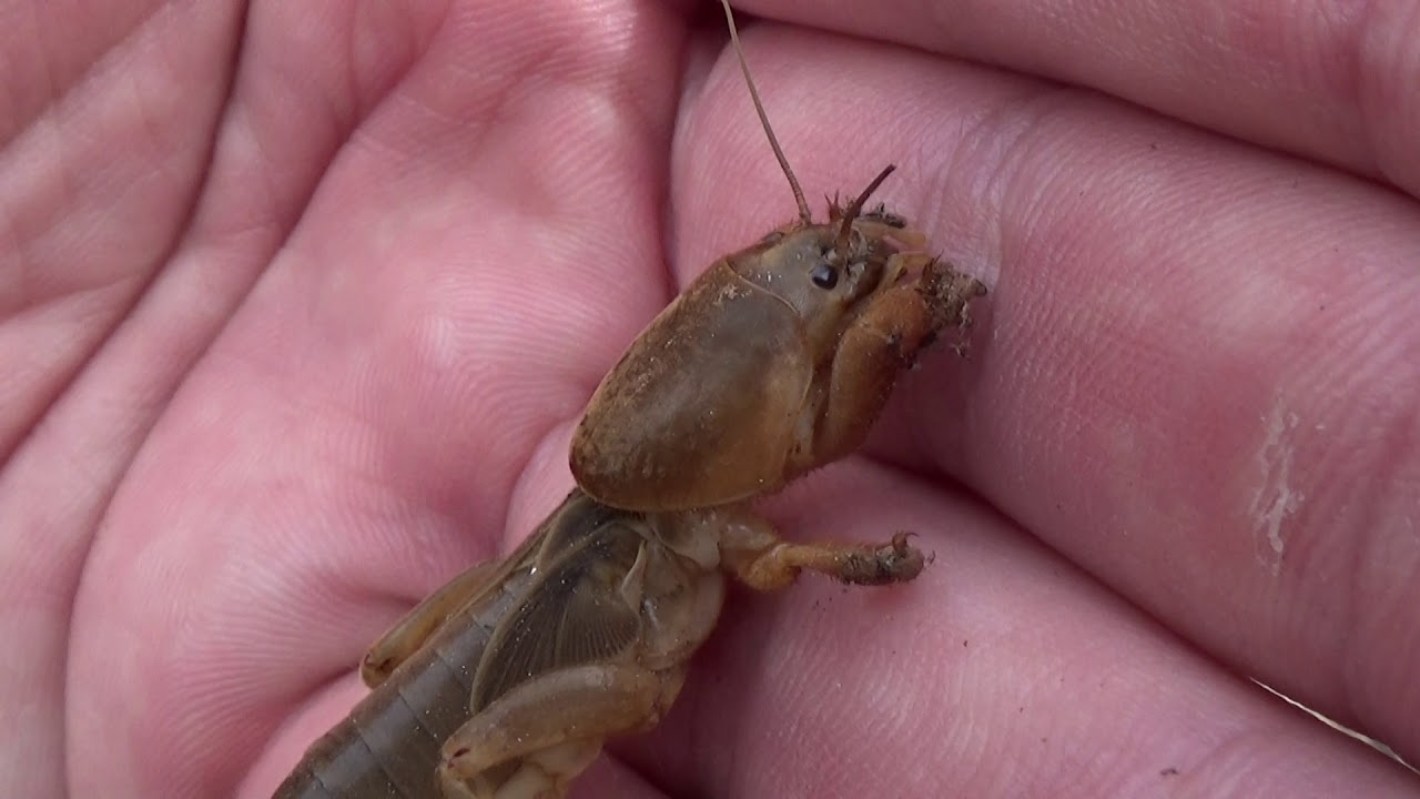 Alacrán cebollero (Gryllotalpa gryllotalpa). Un monstruito adorable. GONZALO.