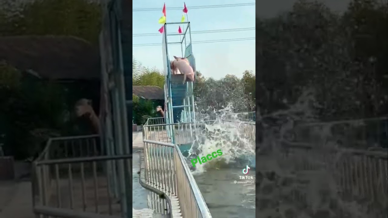 diszn&oacute; medence