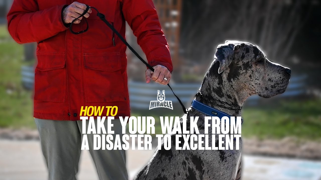 FIVE TIPS: How To Take Your Walk From A Disaster To Excellent!