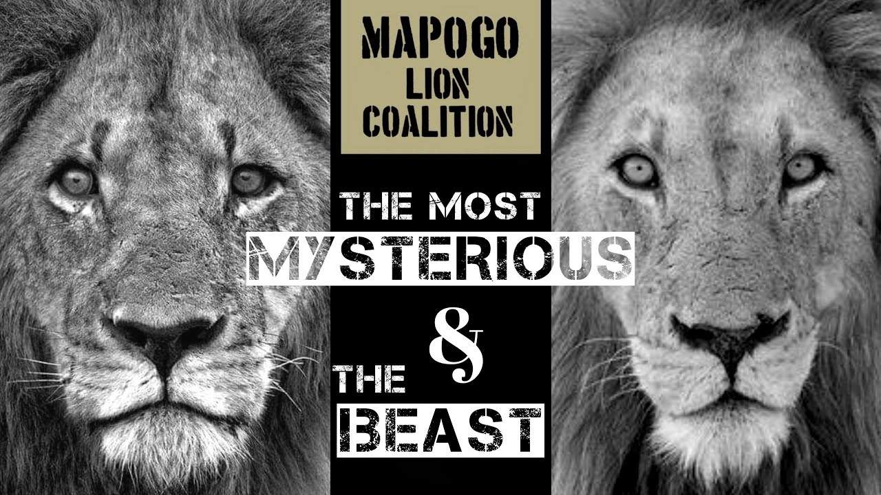Rasta And Dreadlocks Mapogo