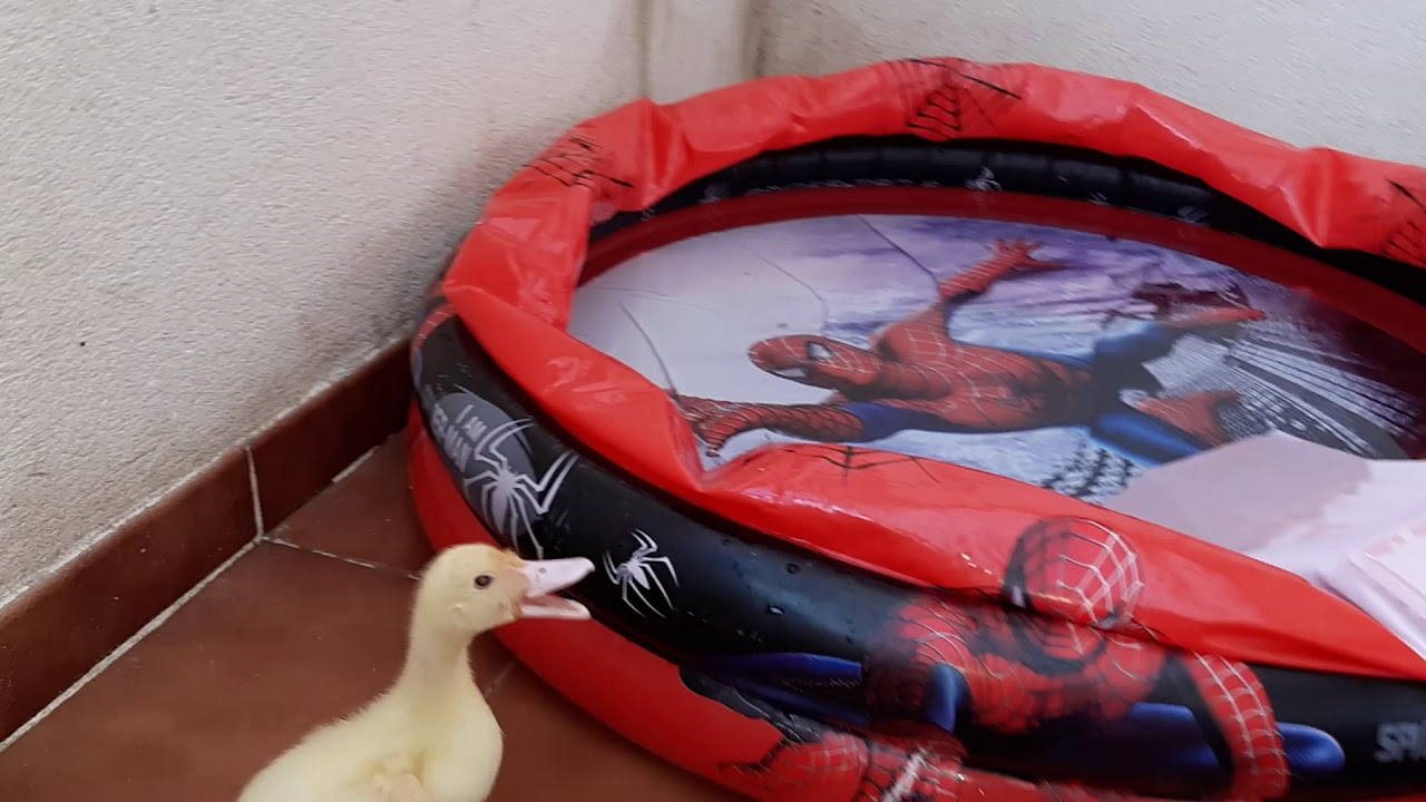 Hábitat de mi pato doméstico