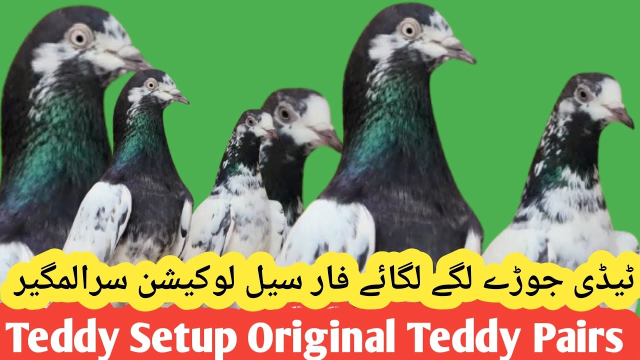 علی بھای کے جوڑے صرف 6 جوڑے کوالٹی لاجواب گارنٹی ولے// 03071539639 // Satup @ibraheempigeonspoint 