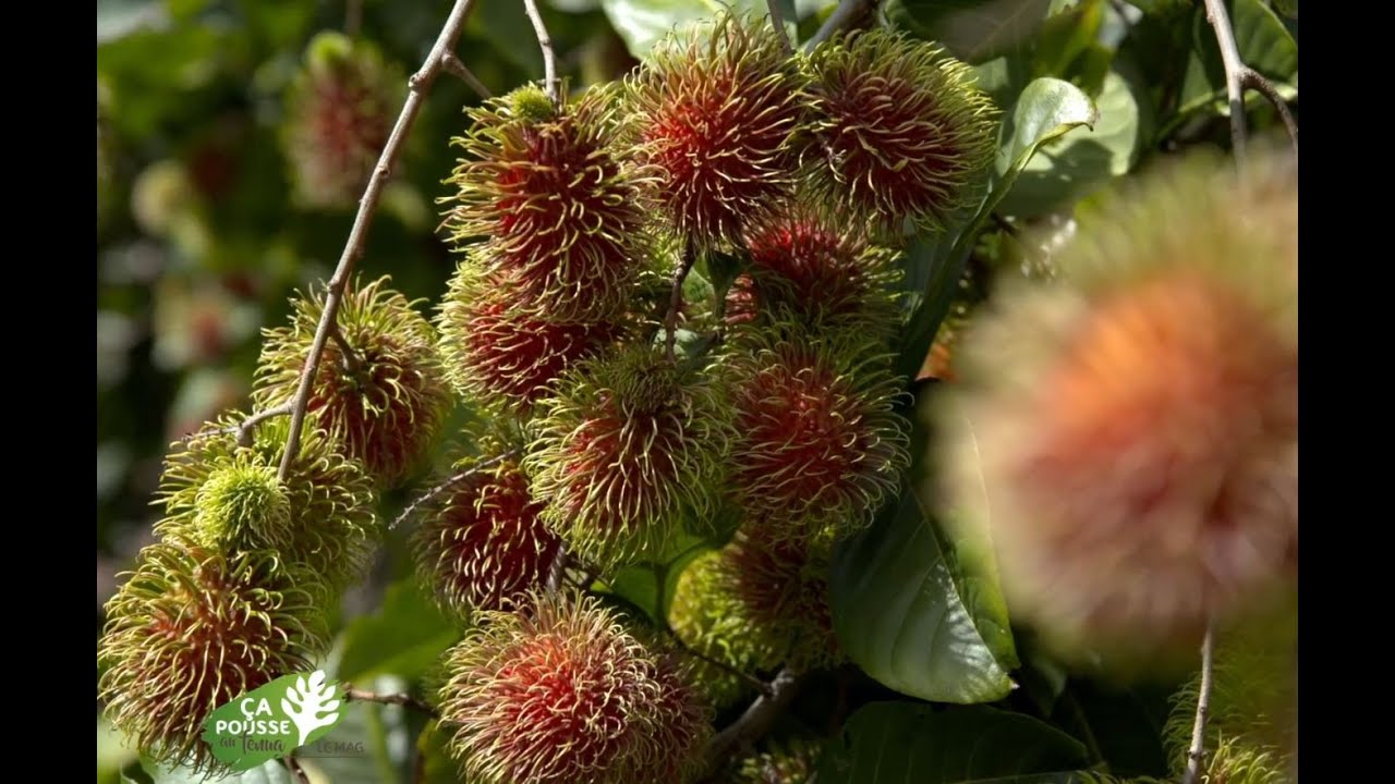 Ça pousse au fenua - Le Mag : Les fruits