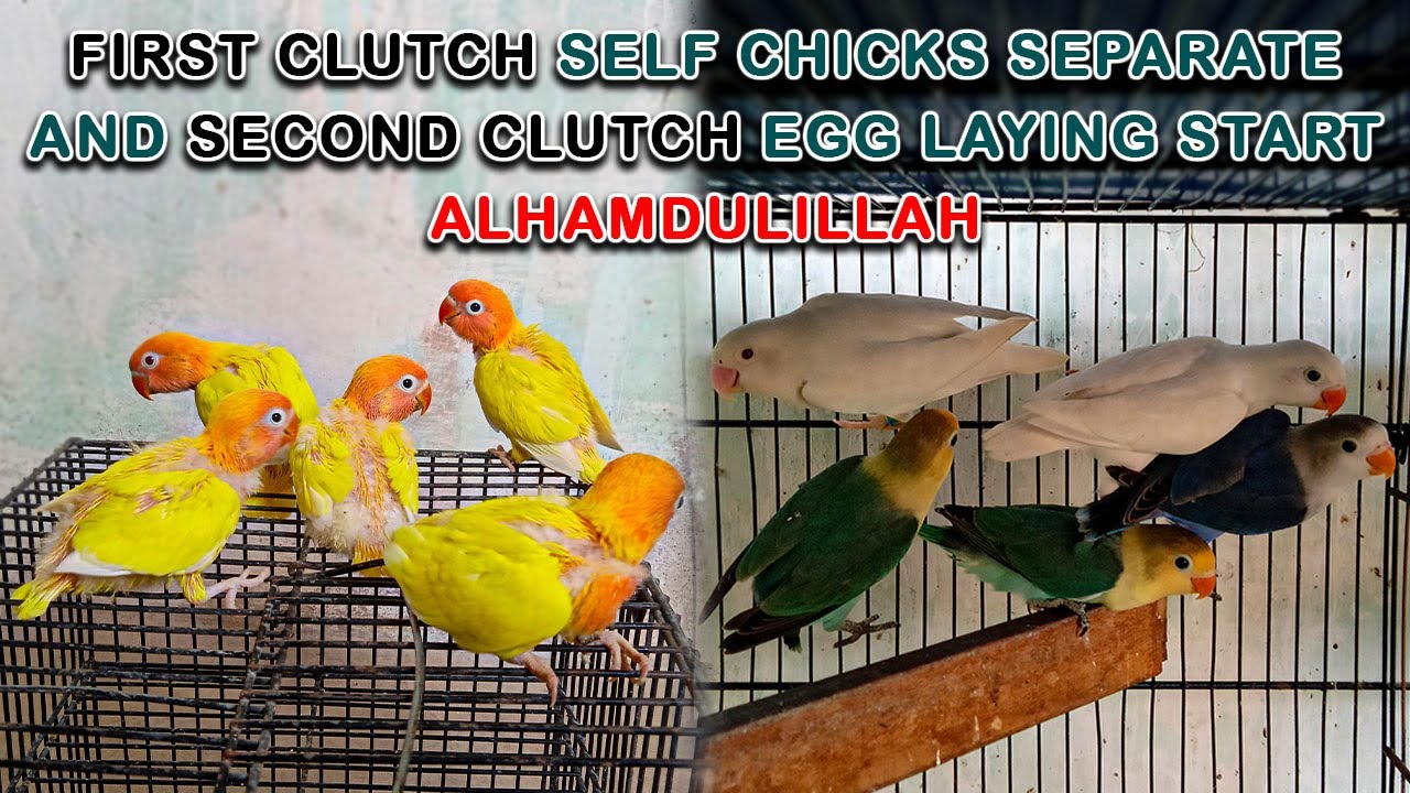 MY LOVE BIRDS MUTATION BEST BREEDING PROGRESS | AA BIRDS INFORMATION | #albino #parblue #lovebirds