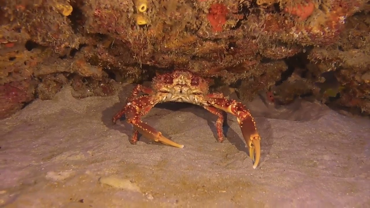 Riviera Beach Dives - January 31, 2024
