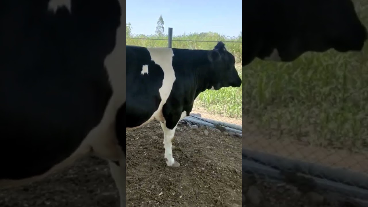 ABS Armada first lactation beauty 😍