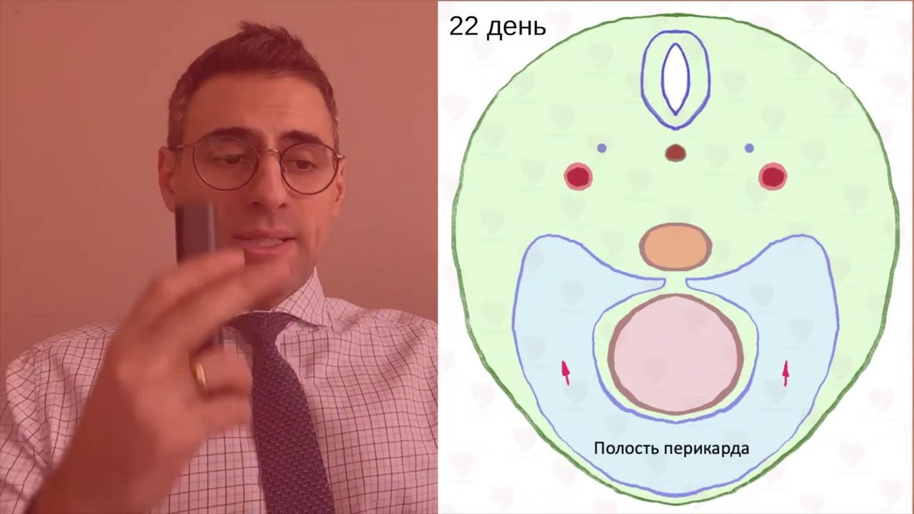 Эмбриогенез сердца