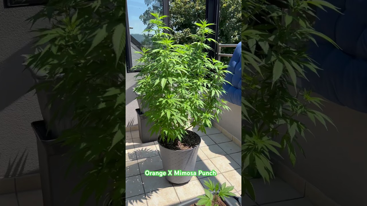 Orange X Mimosa Punch 👊🏼🍑She is growing 🪴 #sungrow #sun #cannabisdaily #flowers #sunset #shorts