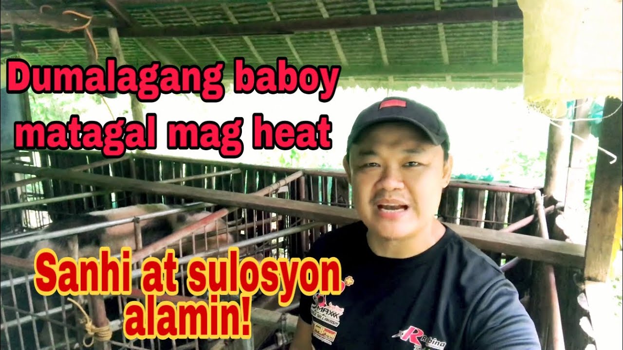 Bakit matagal mag heat ang mga dumalagang inahing baboy | Ryan Patenio