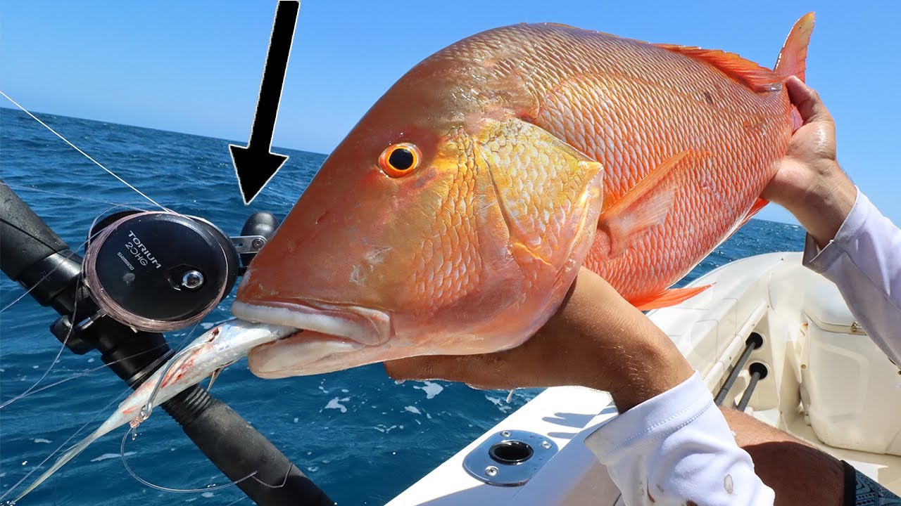 BEST OFFSHORE BAIT... Catch Clean Cook Mutton Snapper