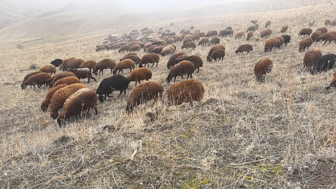 SÜRÜYÜ AYIRDIK TUZLADIM SİSLİ GÜN CENAZEMDEN DOLAYI İLÇEYE İNDİM.