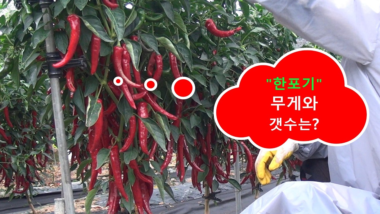 한 포기 한 번 따면 100개 무게는?