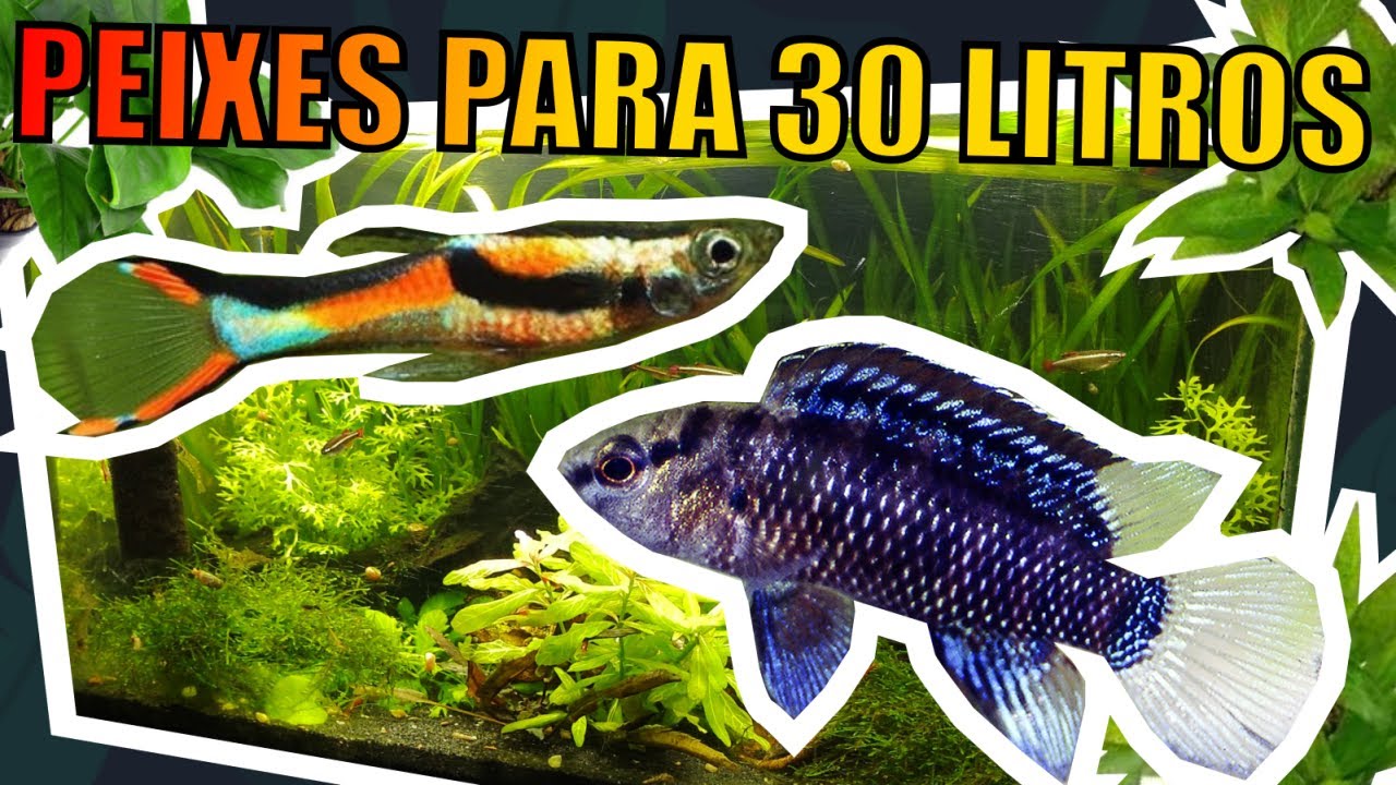 🔴AQUÁRIO DE 30 LITROS: QUAIS ANIMAIS COLOCAR ( PARTE 2 ) |Mr. Betta|
